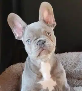 Lilac French Bulldog price