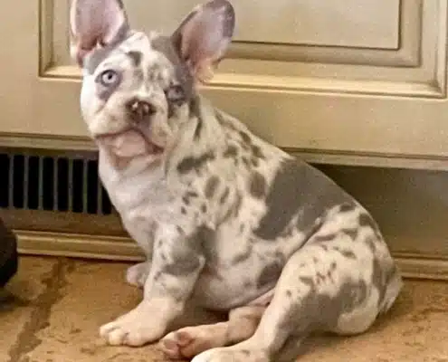 lilac merle french bulldog puppies
