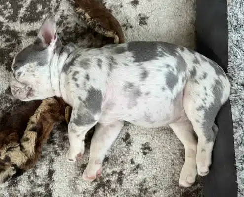 lilac merle french bulldog puppies for sale