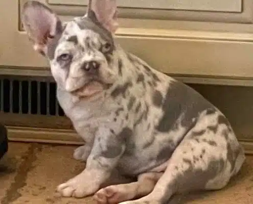 lilac merle french bulldog puppy