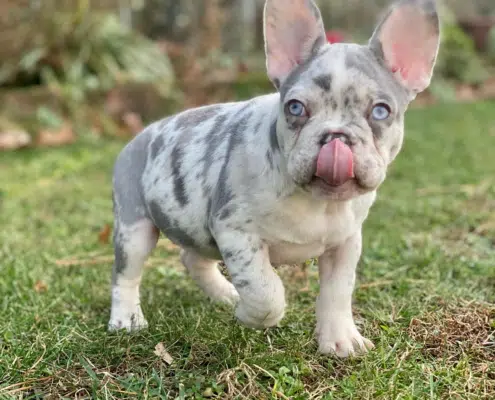 Lilac Merle Frenchie