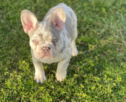 Lilac Merle Frenchie for sale