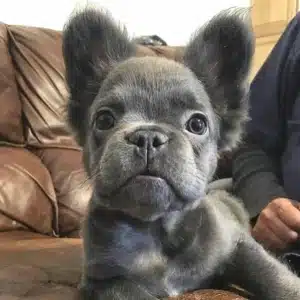 rarest french bulldog colors