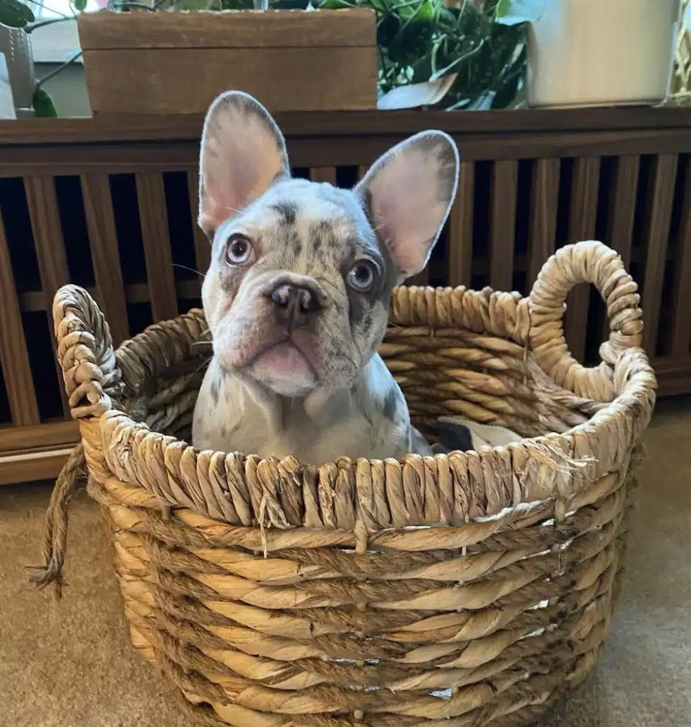 Lilac Merle French Bulldog