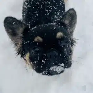 black and tan French bulldog puppies for sale