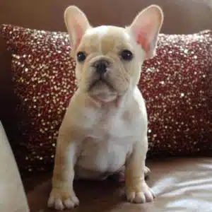 Cream French Bulldog
