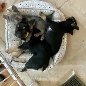 French bulldog puppies Tampa