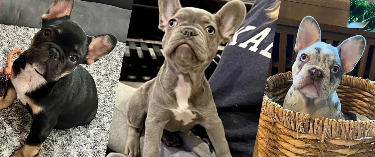 frenchie-puppy-for-sale