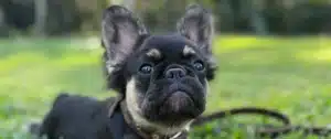 fluffy black and tan french bulldog puppies