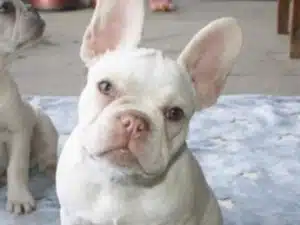Platinum french bulldog