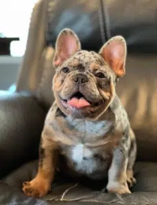 fluffy frenchie stud
