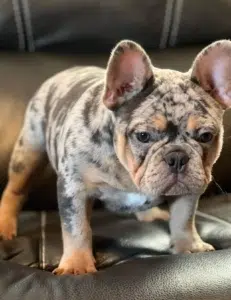French Bulldog stud service