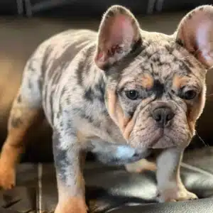 blue merle Frenchie
