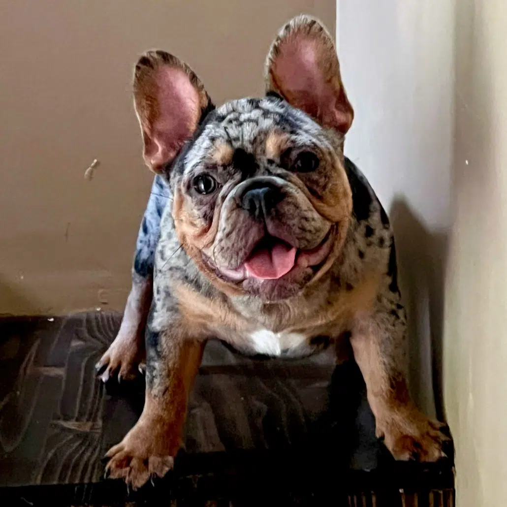 merle french bulldog