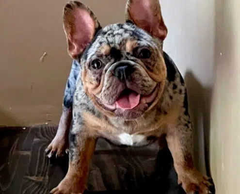 merle french bulldog