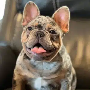 French Bulldog breeders near me
