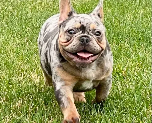french bulldogs for sale