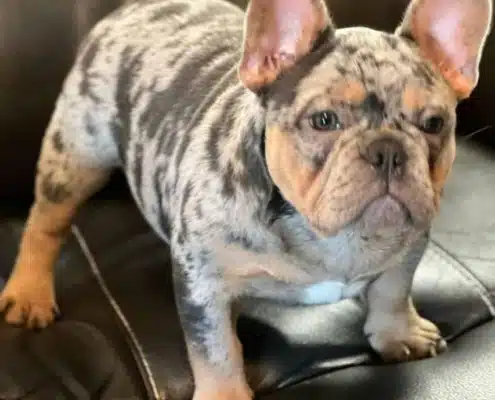 French bulldog for sale