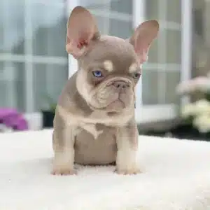 French Bulldog puppy sale