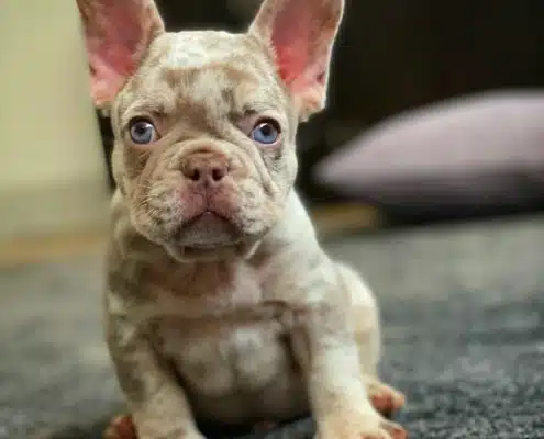 Isabella Merle Frenchie
