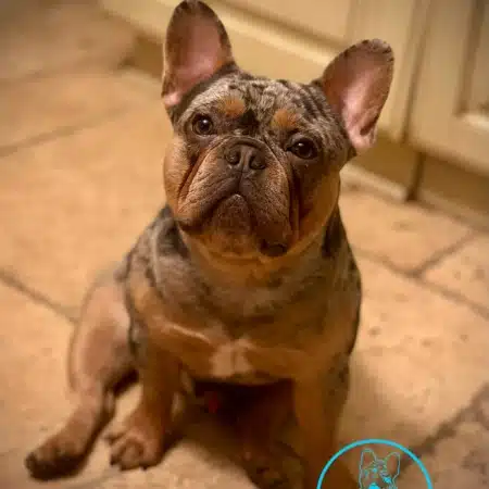 AKC Frenchie breeders