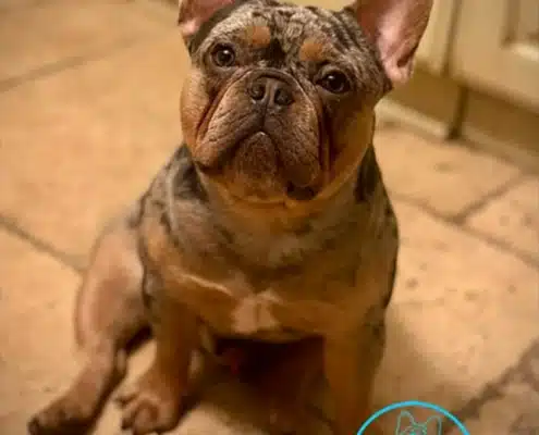 French Bulldog puppies near me