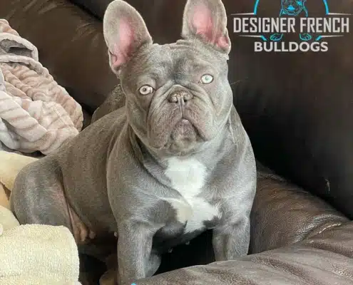lilac Frenchie