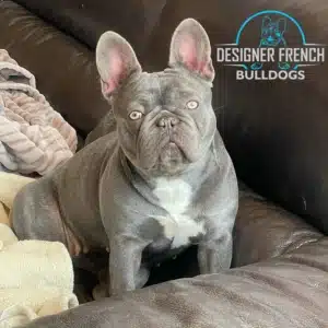 french bulldogs for sale