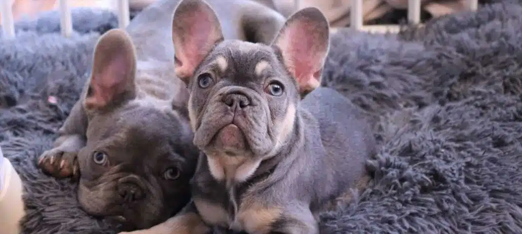 French Bulldog price chart