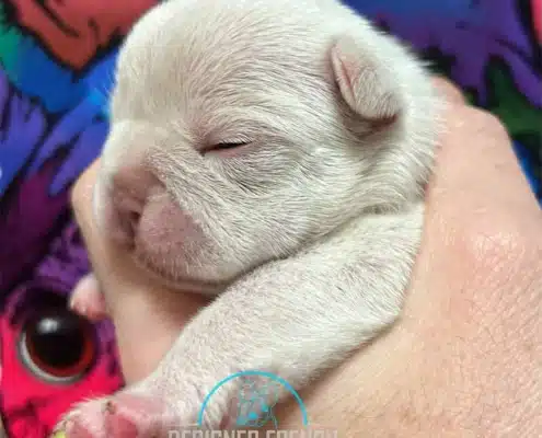 frenchies for sale near me
