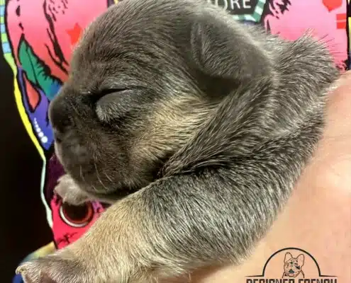 frenchie puppies
