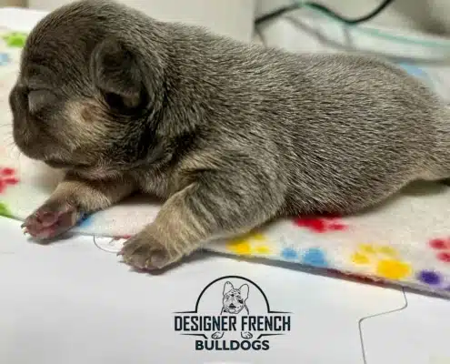 blue and tan frenchie puppy