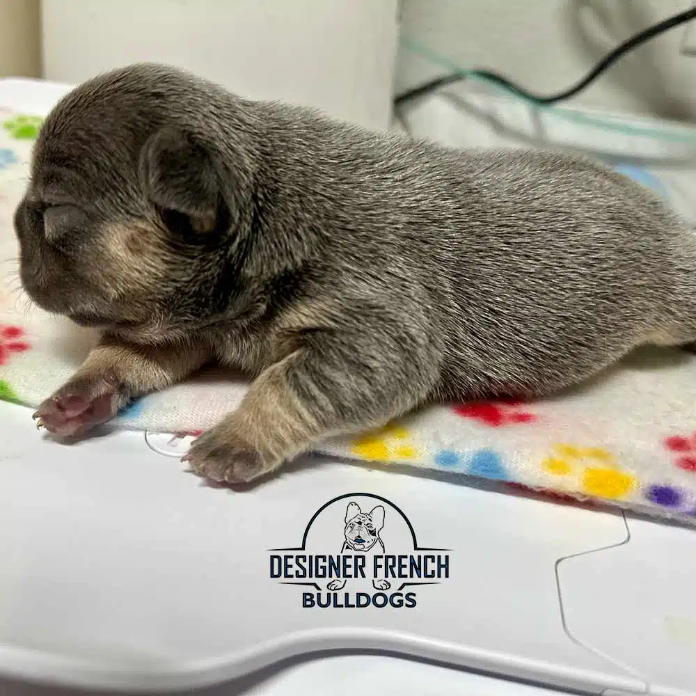 blue and tan Frenchie puppy