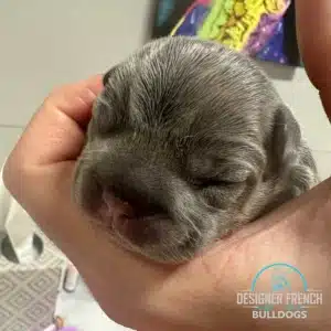 Fluffy Frenchie price