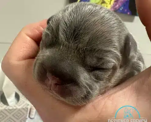 blue french bulldog puppy