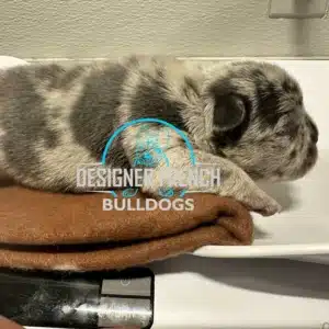 Fluffy Frenchies for sale New Jersey