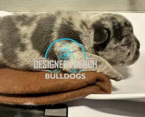 fluffy frenchie puppies for sale