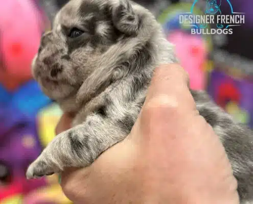 french bulldog puppies