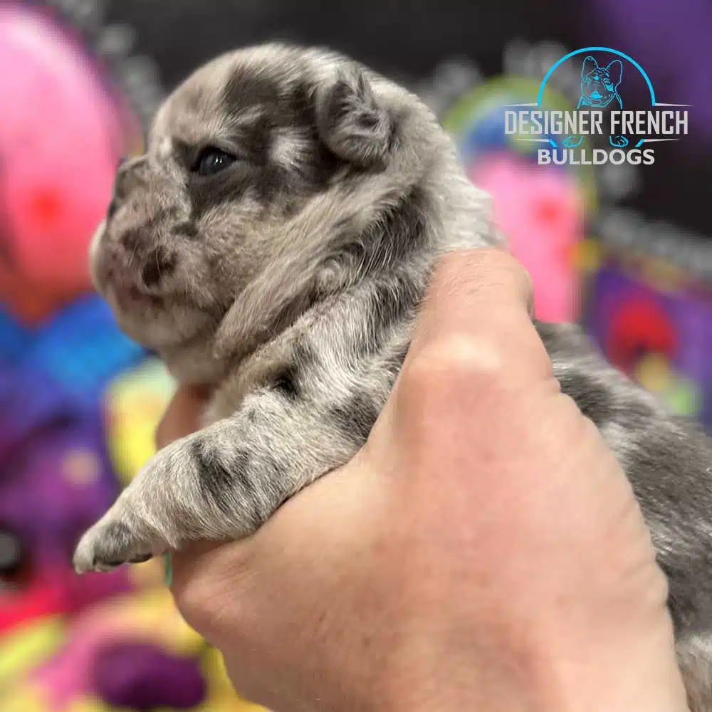 french bulldog puppies