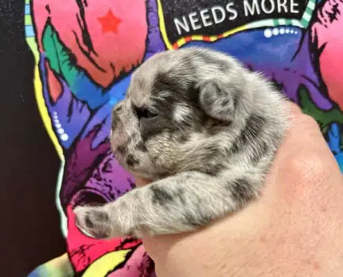 Frenchie puppies for sale