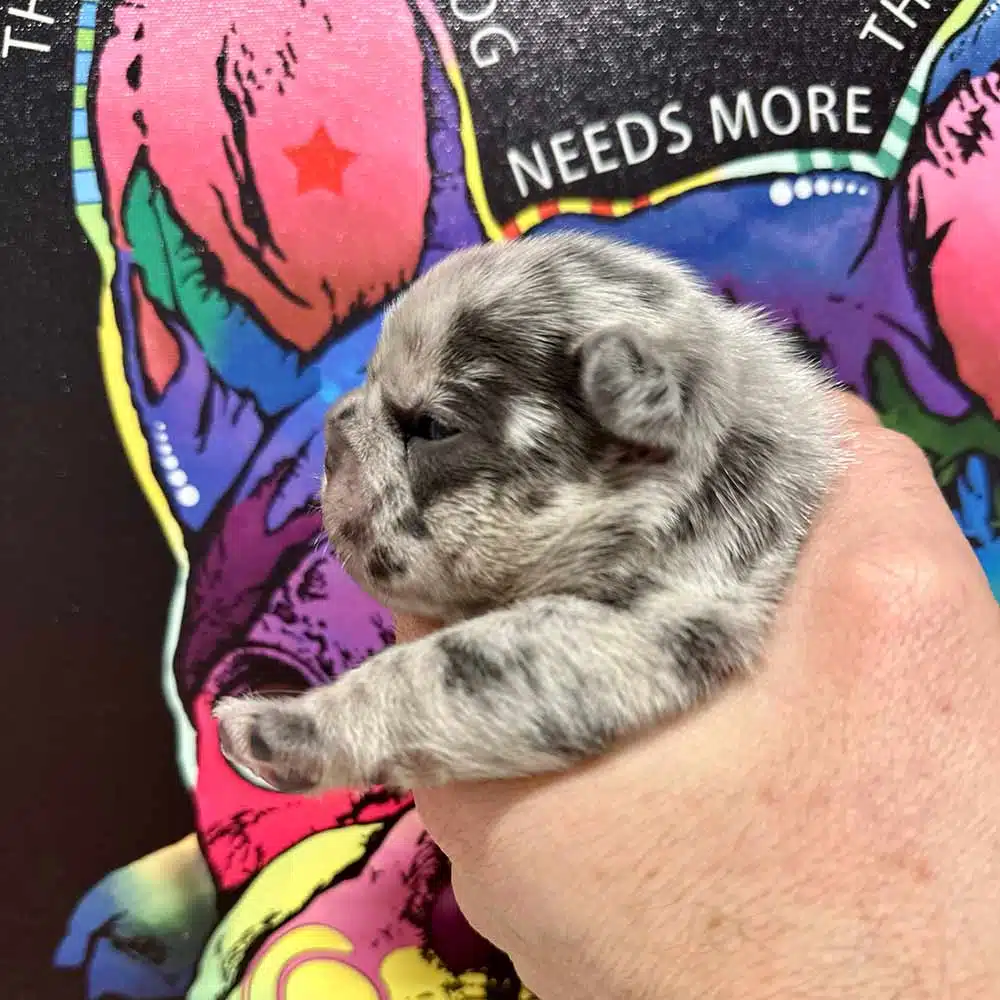 French bulldog for sale near me