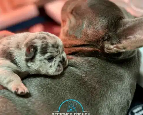blue merle French bulldog