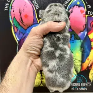 merle frenchie puppies for sale