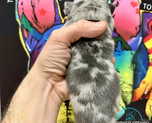 merle frenchie puppies for sale