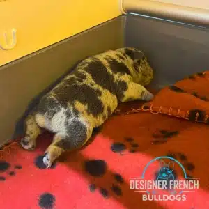 merle frenchie puppies