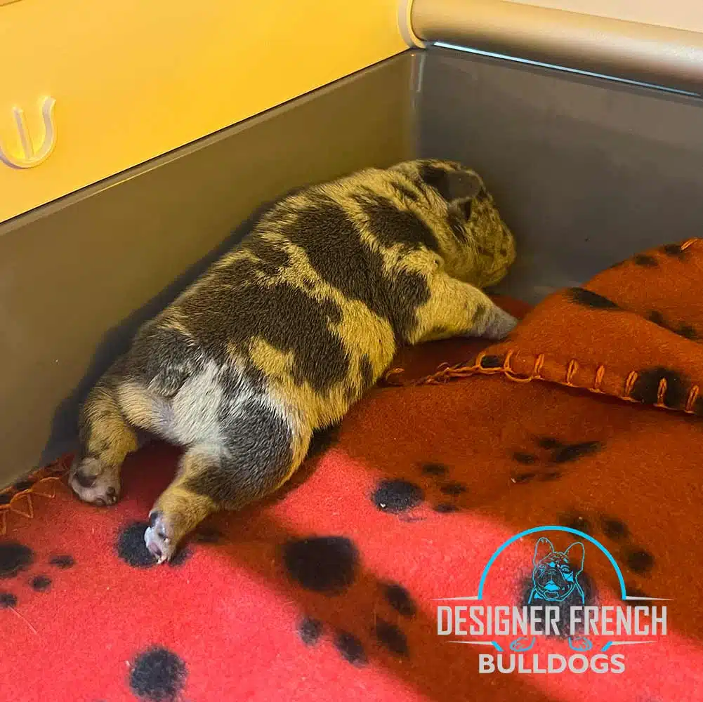 French bulldogs for sale NJ