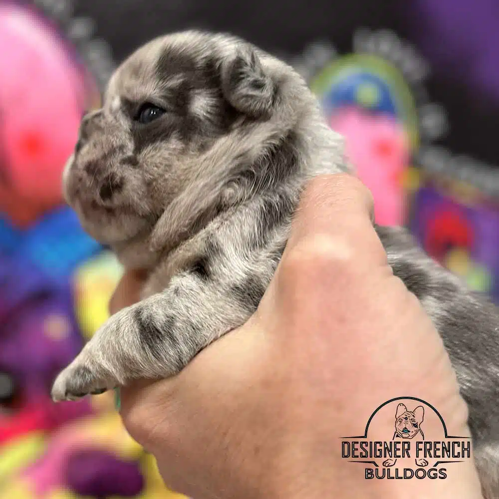 blue merle frenchie
