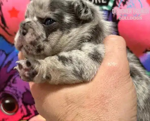 fluffy merle frenchie