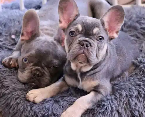 French Bulldog cost
