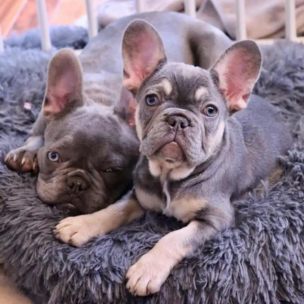 Frenchie Puppies for sale nj